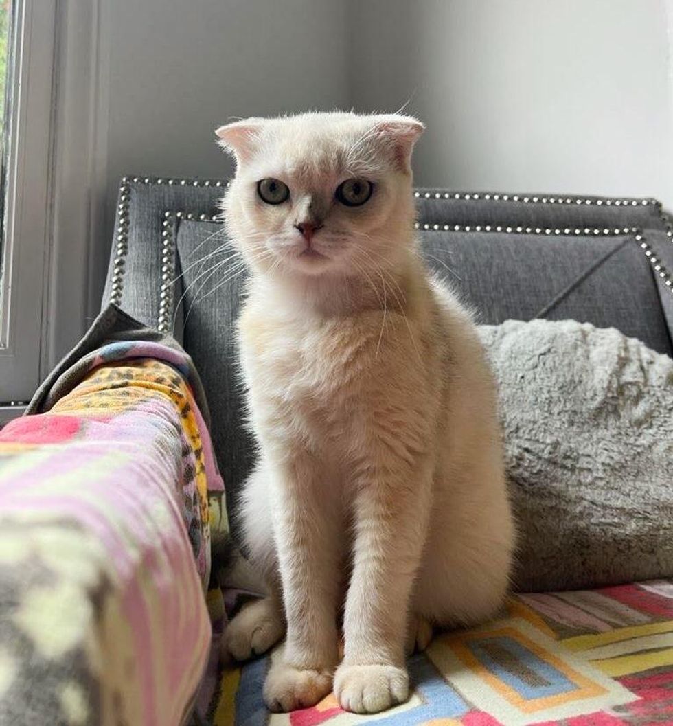 scottish fold cat