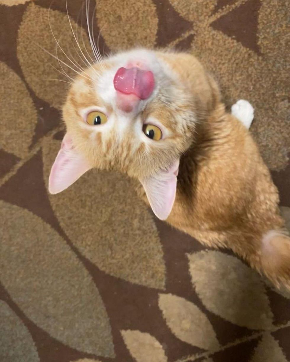 orange cat, happy tongue cat