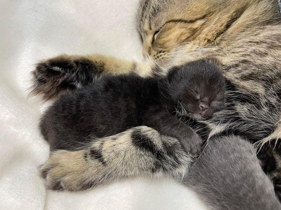 cat hugs kitten