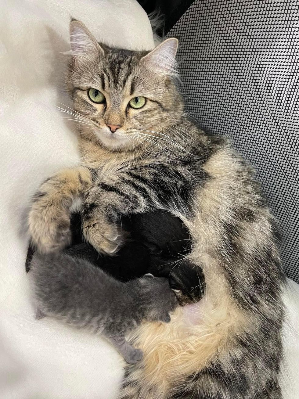 cat nursing kittens