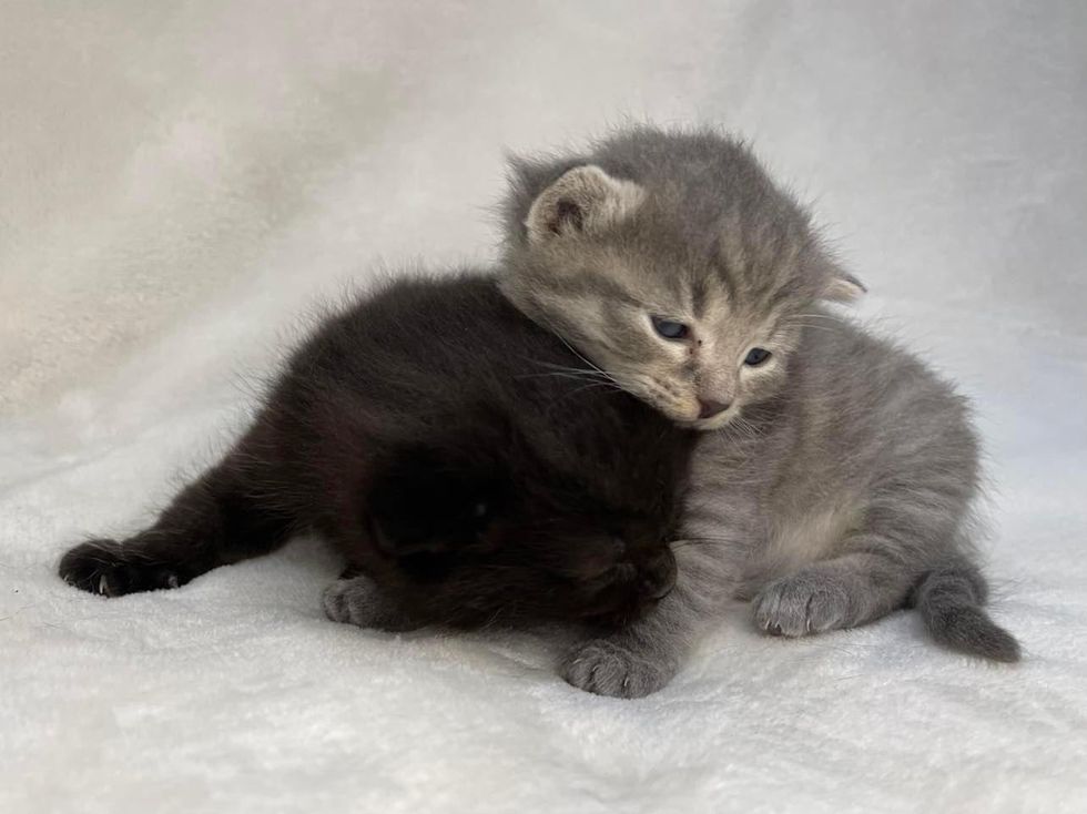 bonded kittens