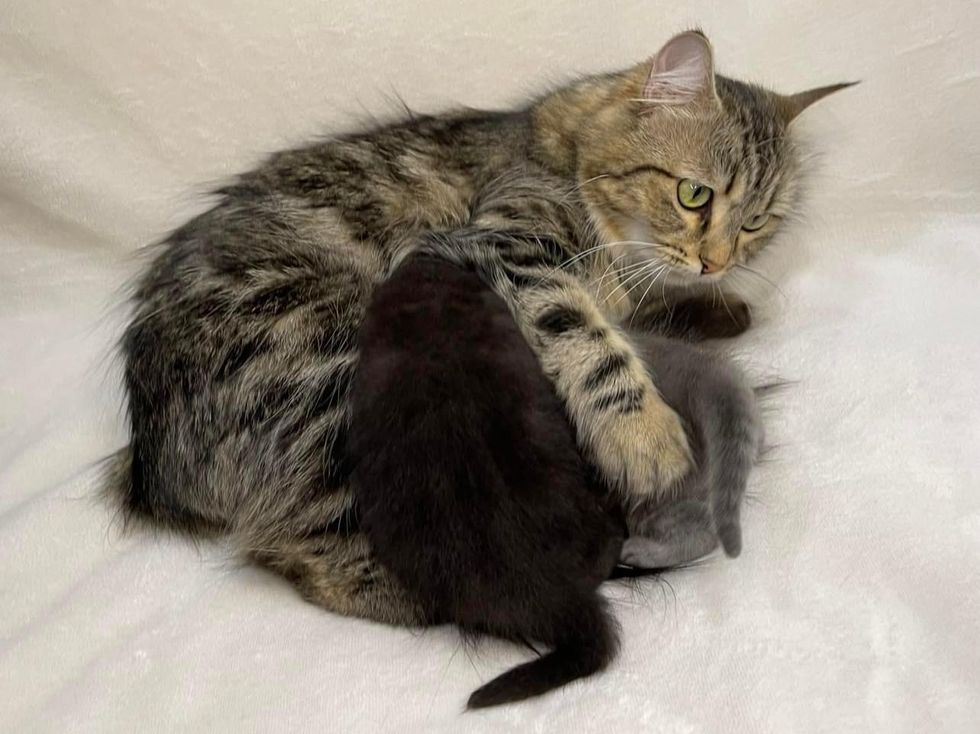 cat mom snuggles kittens