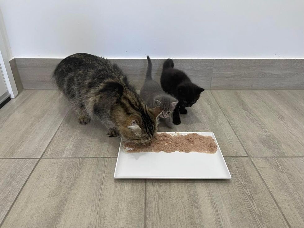 cat teaches kittens