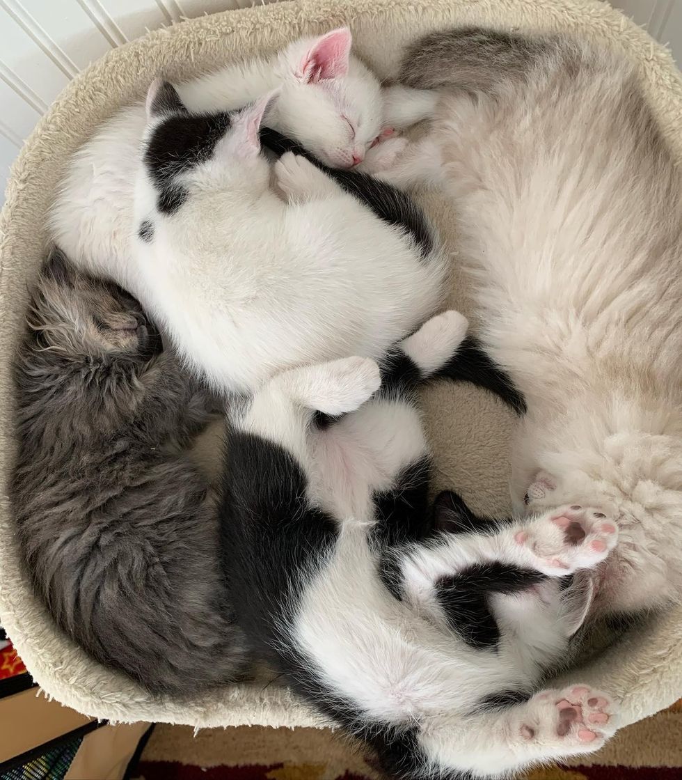 sleeping kittens