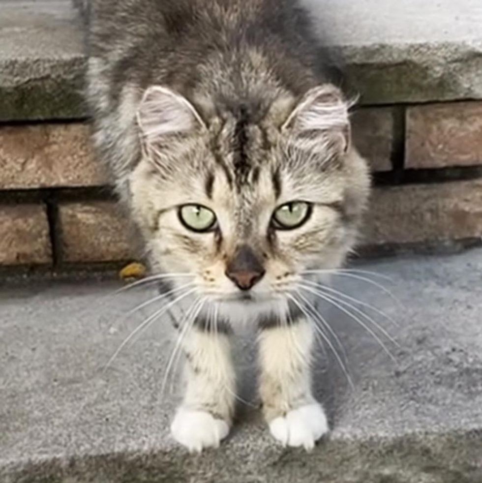 stray cat tabby