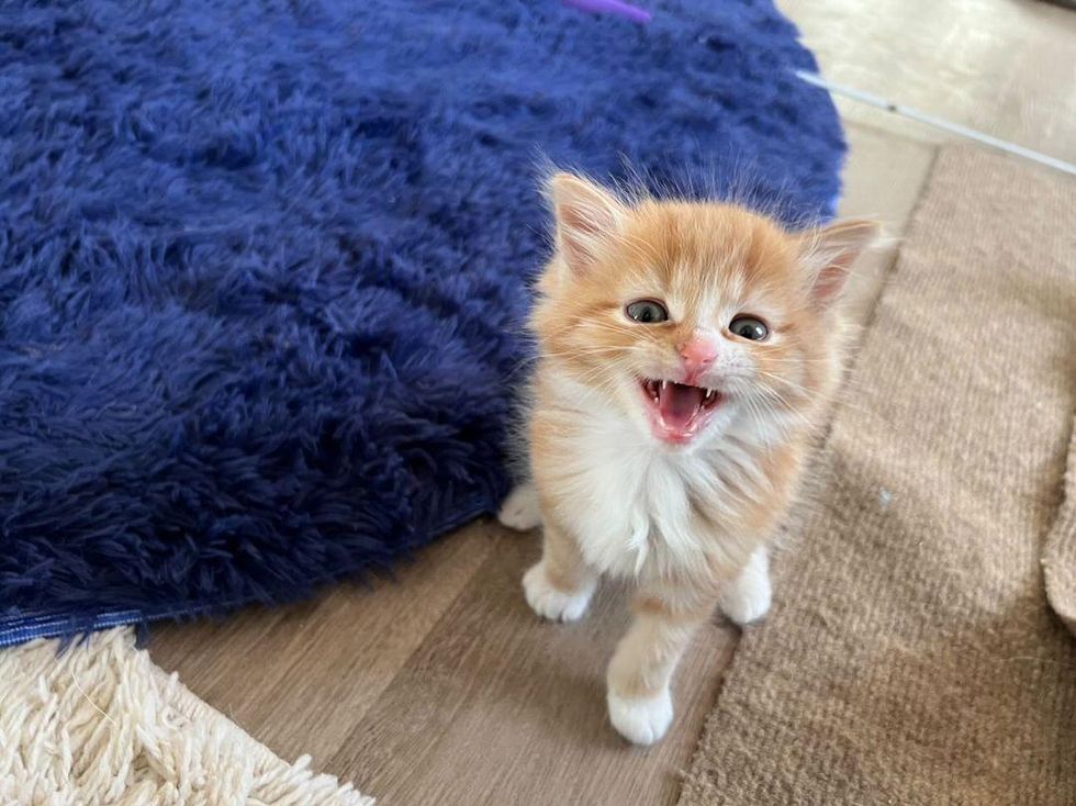 talkative demanding kitten