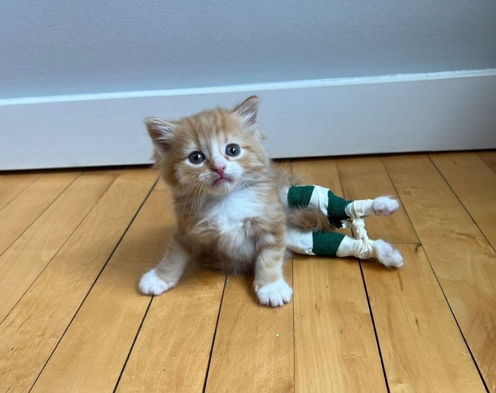 kitten leo leg exercises, physical therapy kitten