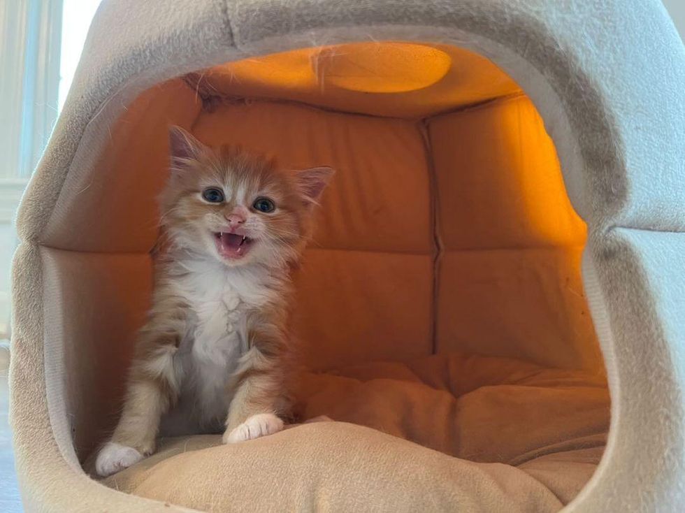 kitten meowing from bed