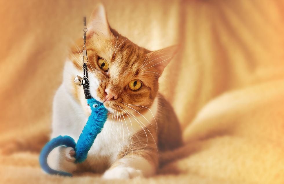 Ginger and white cat playing with a furry jingle bell toy.