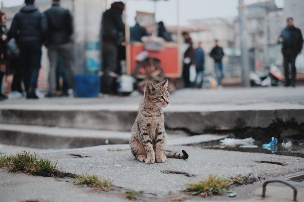 a cat sits alone on a paving stone outdoors, while people mill around in the background