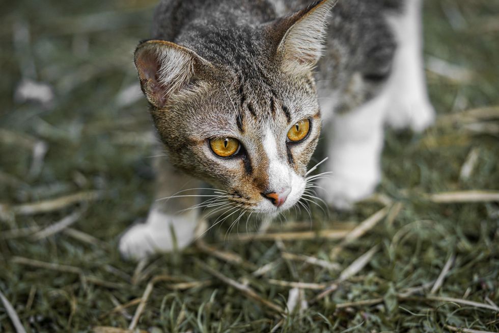 A closeup of a grey and white cat hunting in the grass