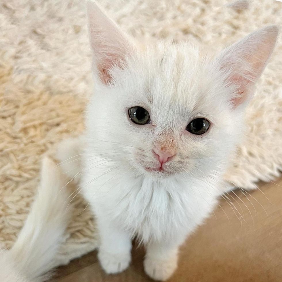 fluffy white kitten