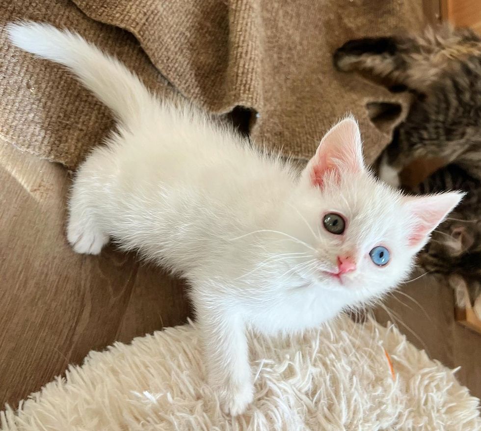heterochromia white kitten