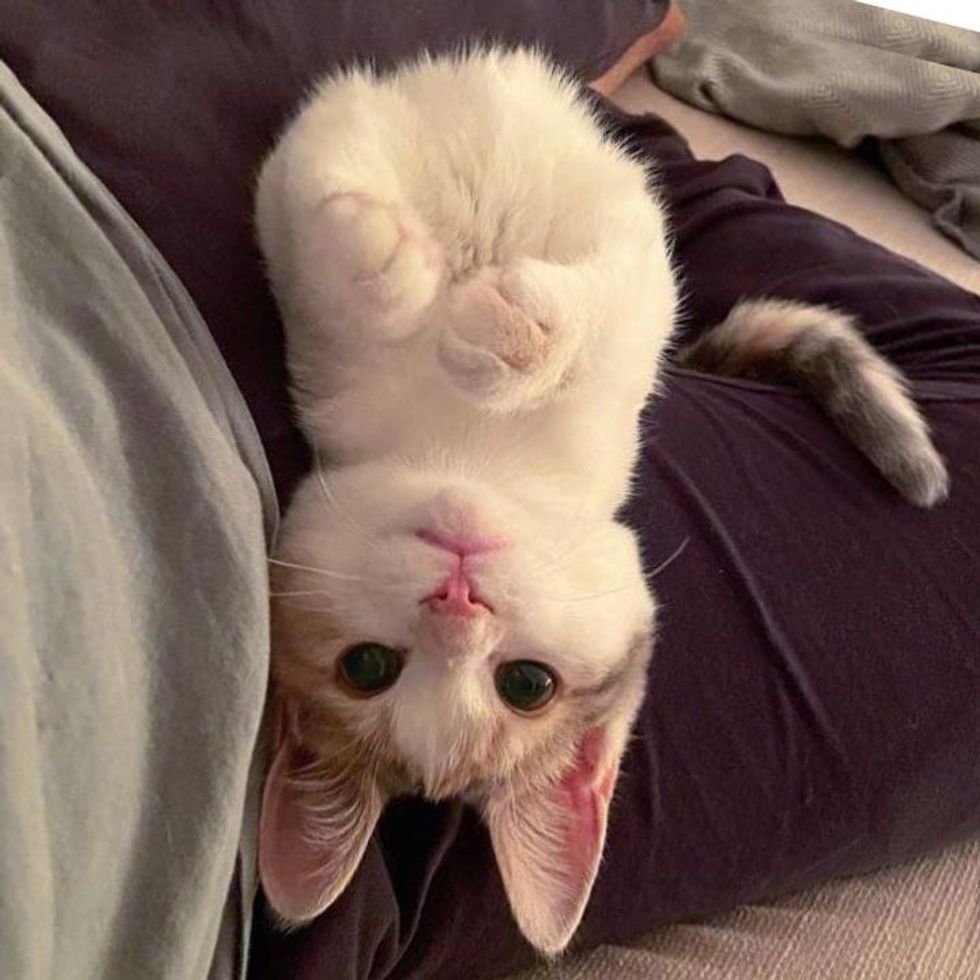 upside down kitten cat