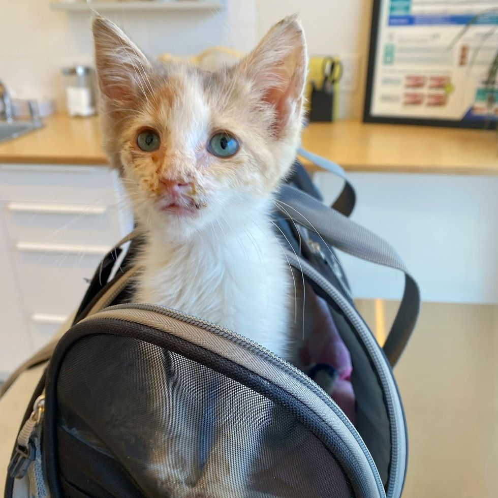 kitten rescued happy