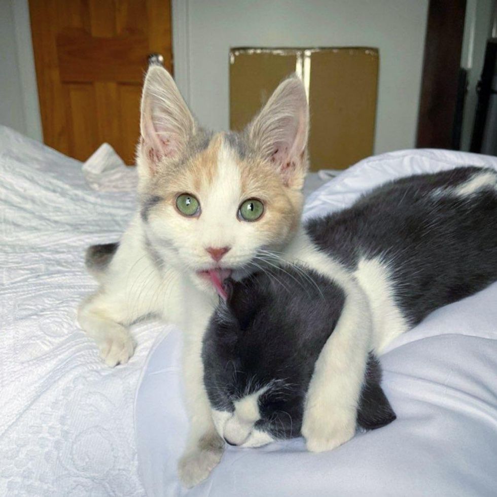 kitten grooms cat