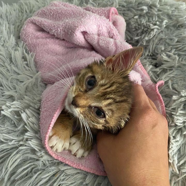 sweet purrito kitten