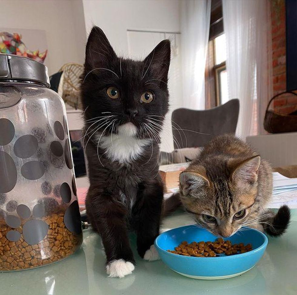 kittens eating treats