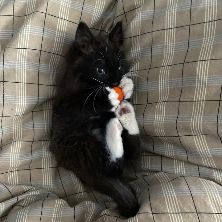 tuxedo kitten playful