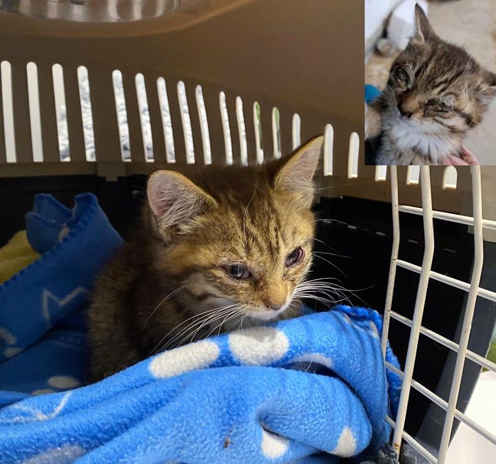 kitten rescued carrier