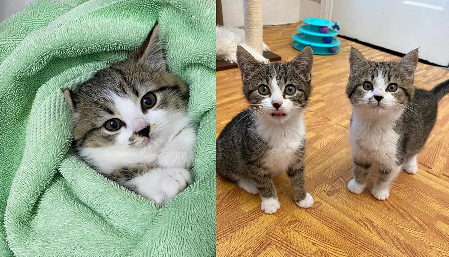 Feral Kittens Completely Change from Hissing and Hiding in a Corner to Purring Nonstop