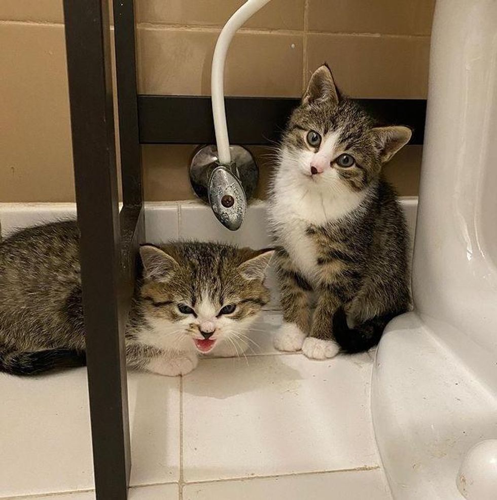 feral tabby kittens