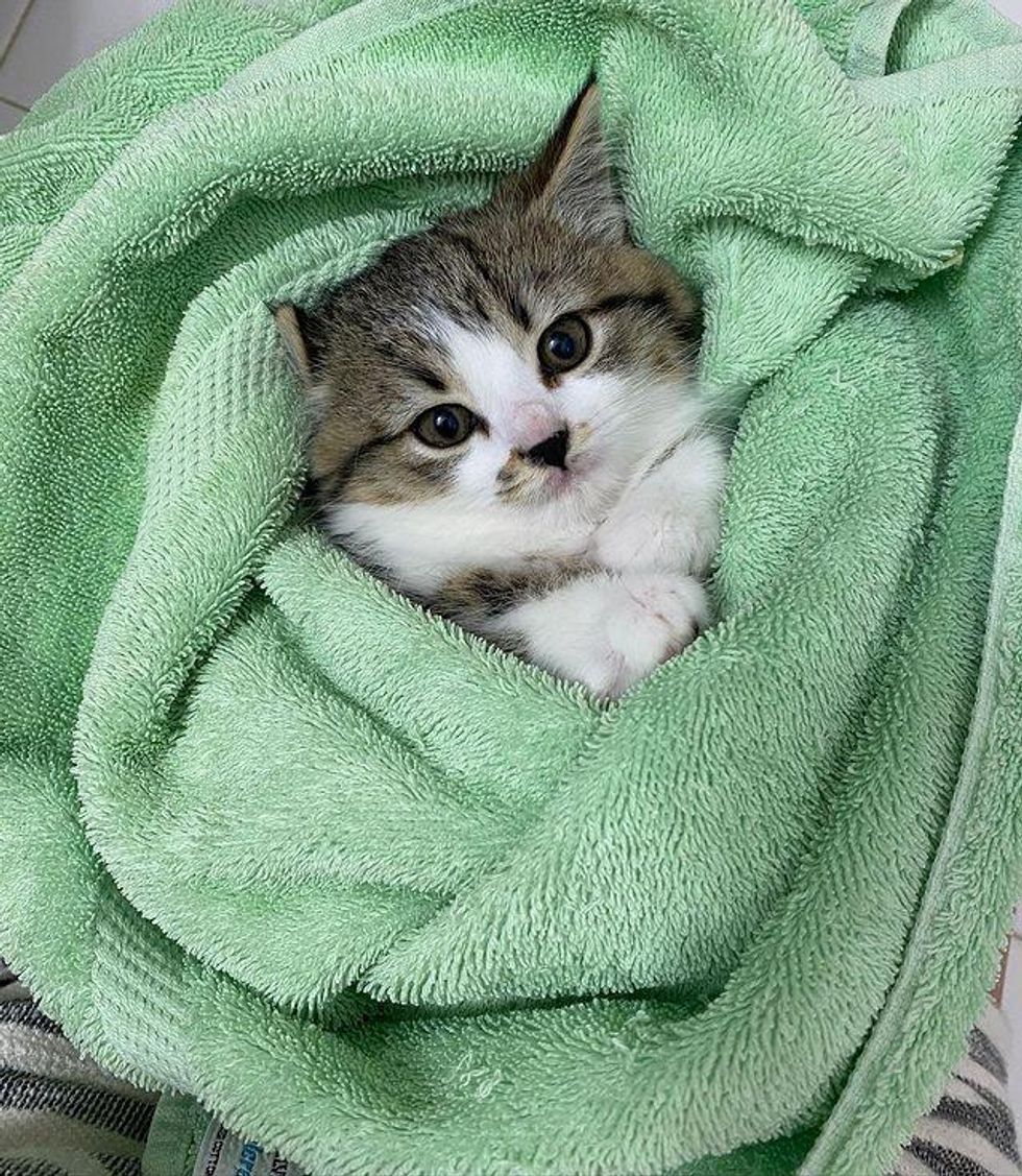 purrito kitten wasabi