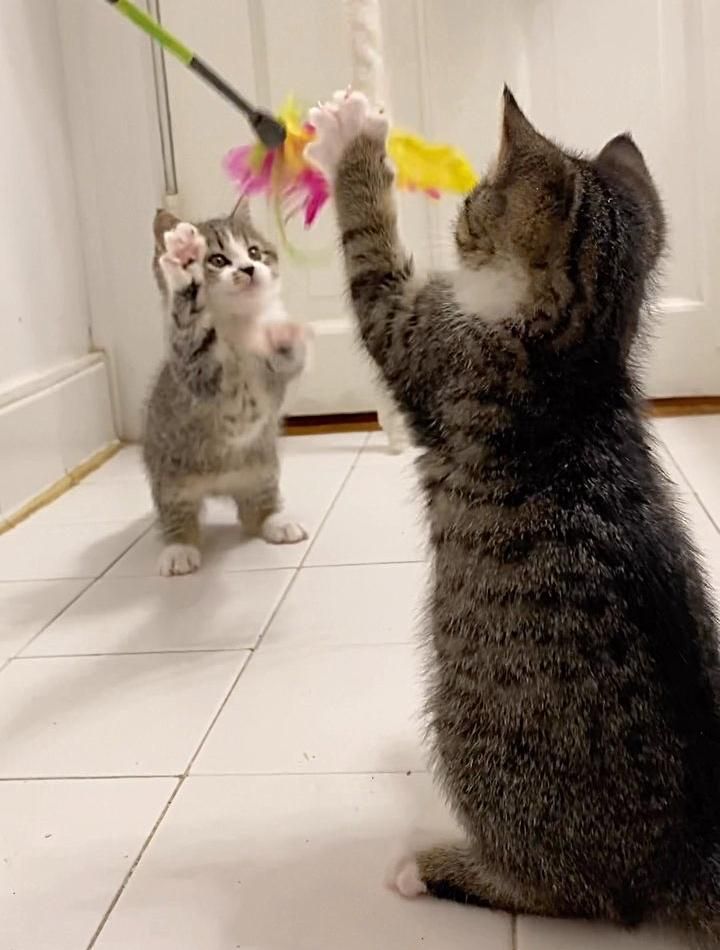 playful tabby kittens