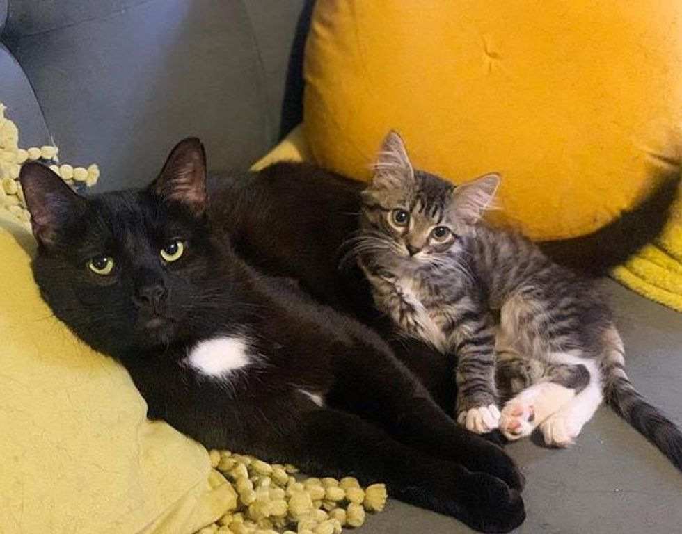 kitten snuggling forest cat