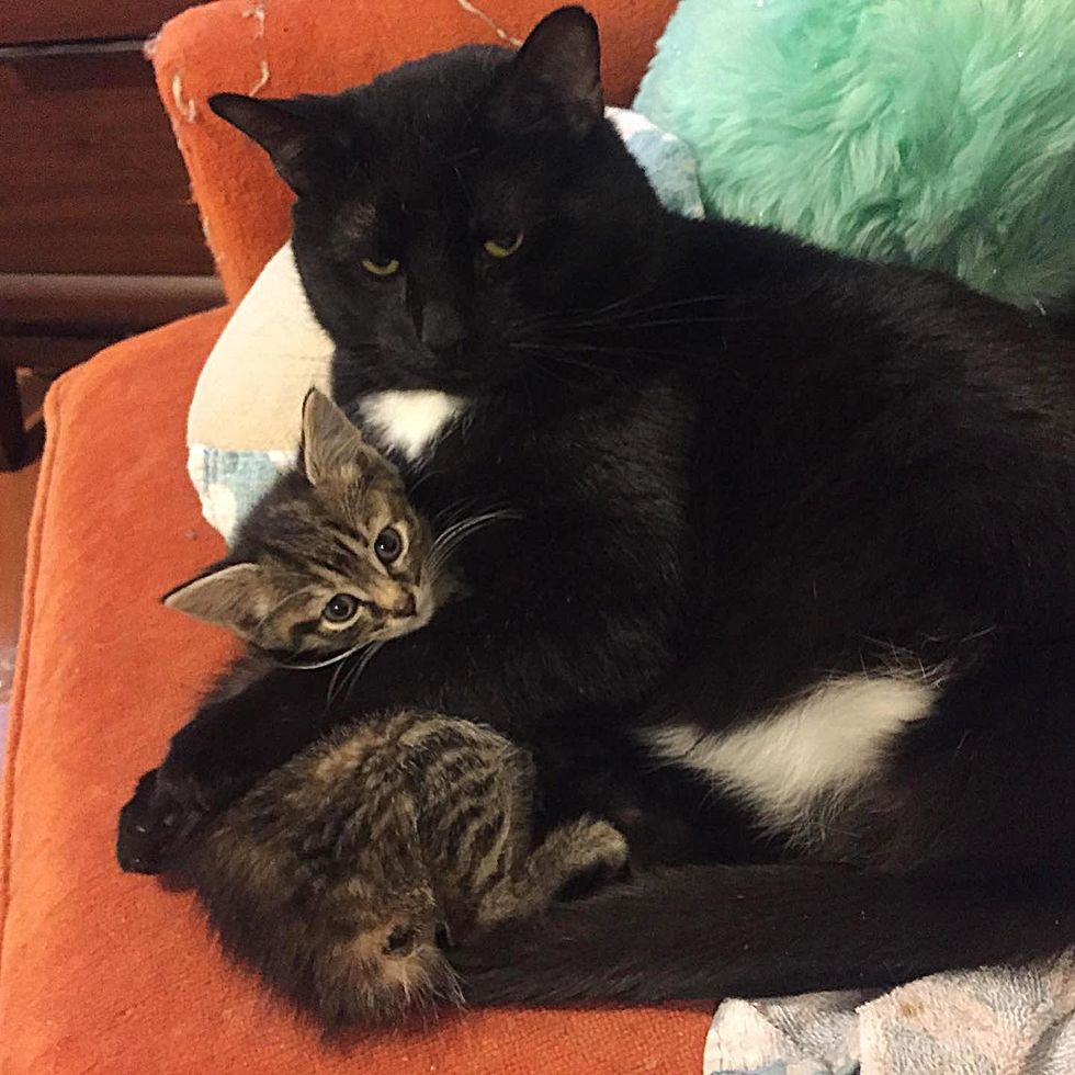 forest cat hugs tabby kitten