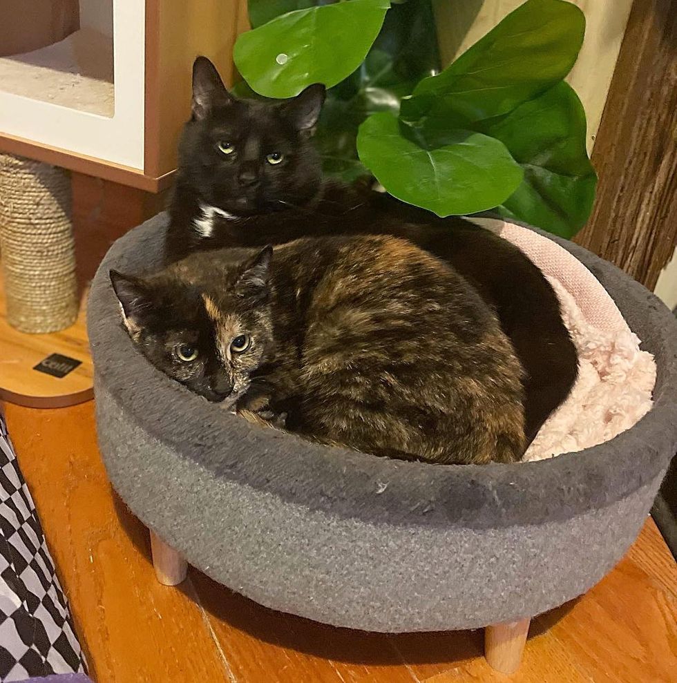 cat forest tortie snuggles