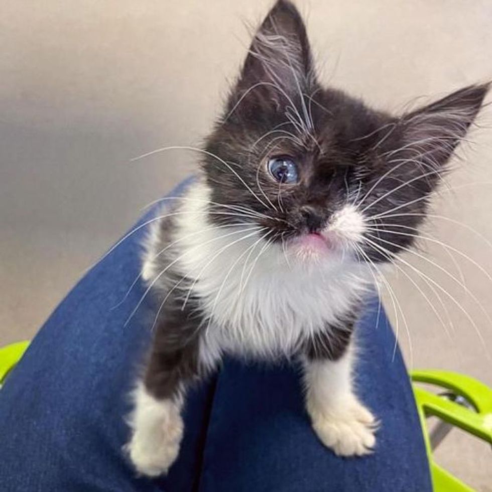 one eyed kitten tuxedo