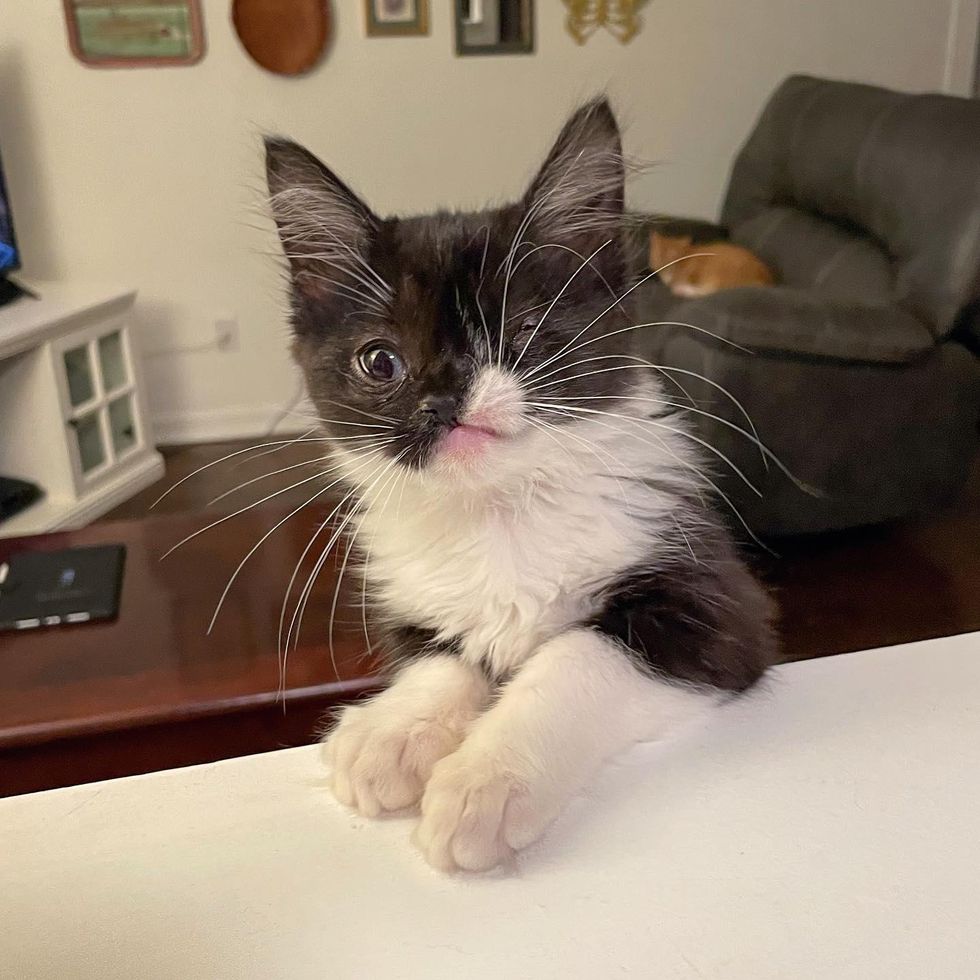 kitchen counter kitten