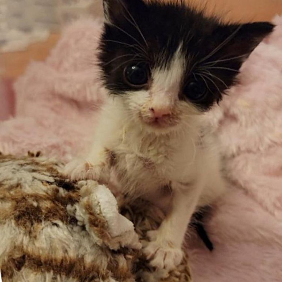 rescued cow kitten karl