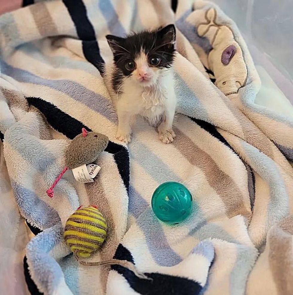 playful tiny cow kitten