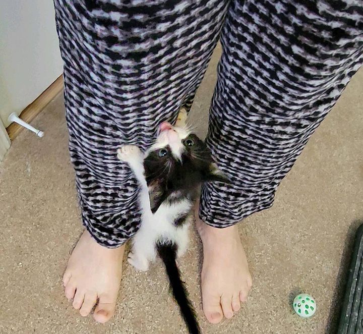 demanding standing kitten