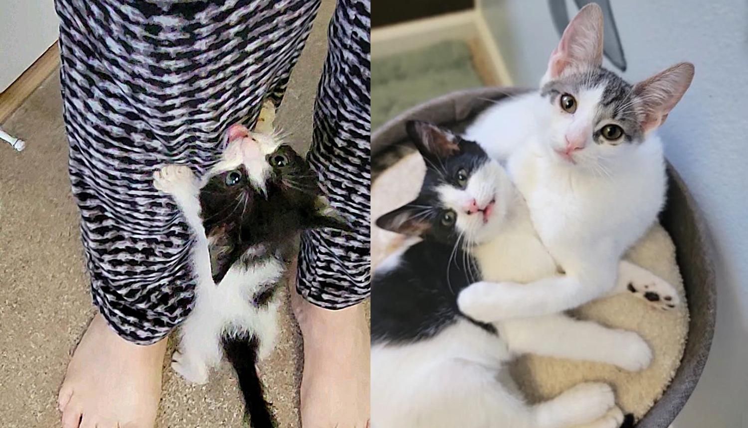 Kitten Has His Wish Come True Right Before New Year's Eve with His Best Friend for Life