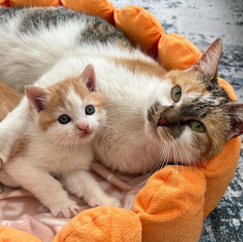 cat snuggles kitten