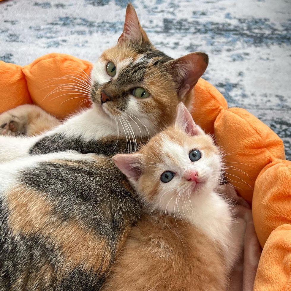 mother cat kitten, Pepper potts jarvis cat