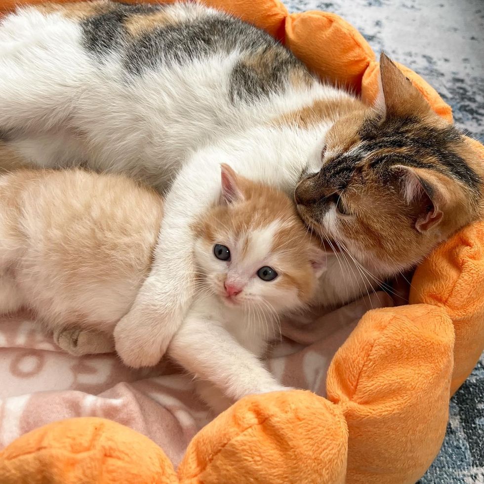 cat mom hugs kitten