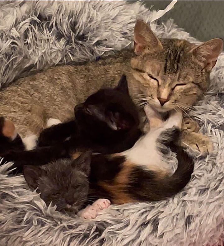 cat snuggling kittens