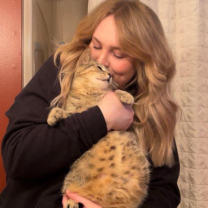 cat tabby cuddles human