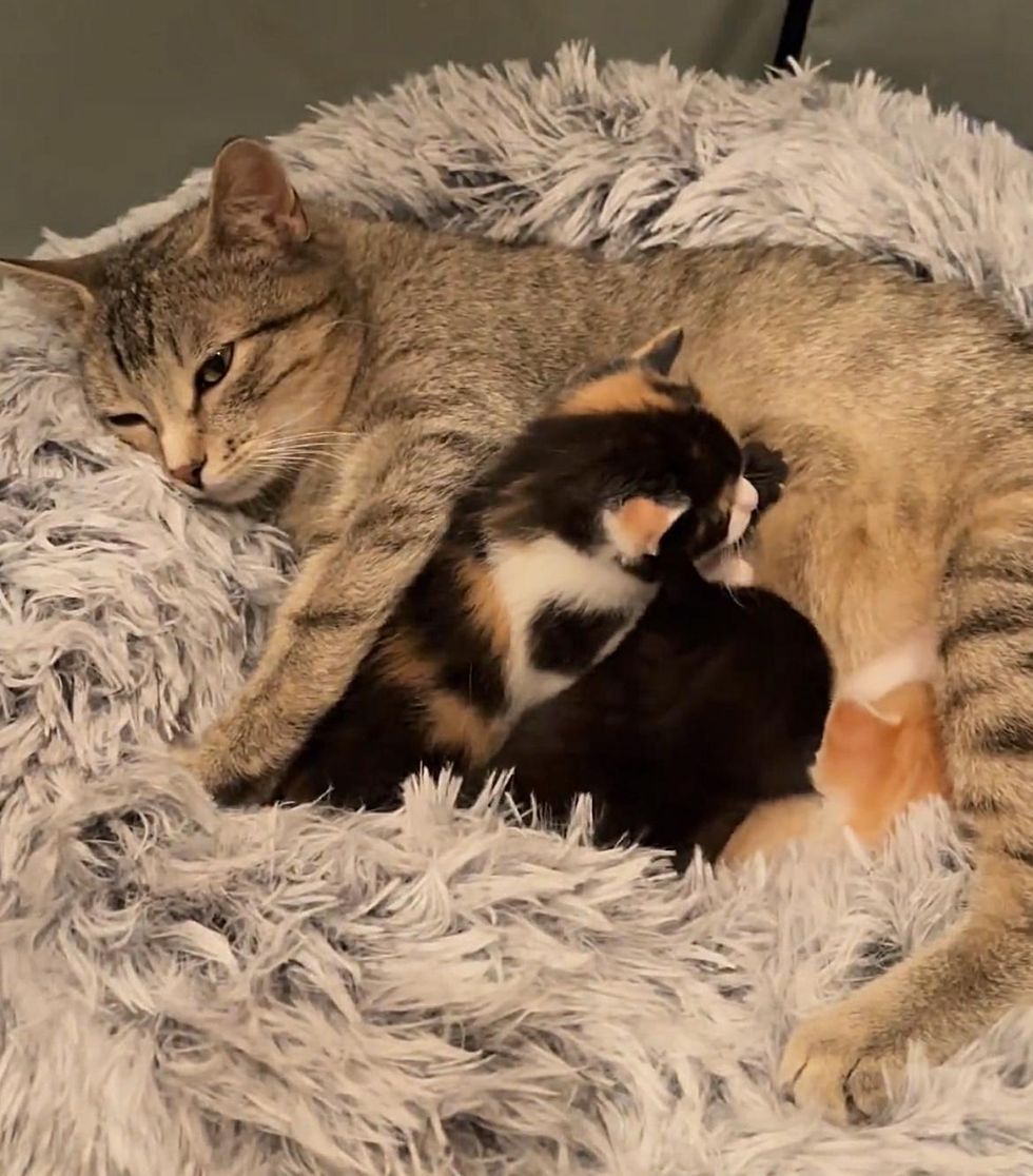 tabby cat mom, kittens nursing