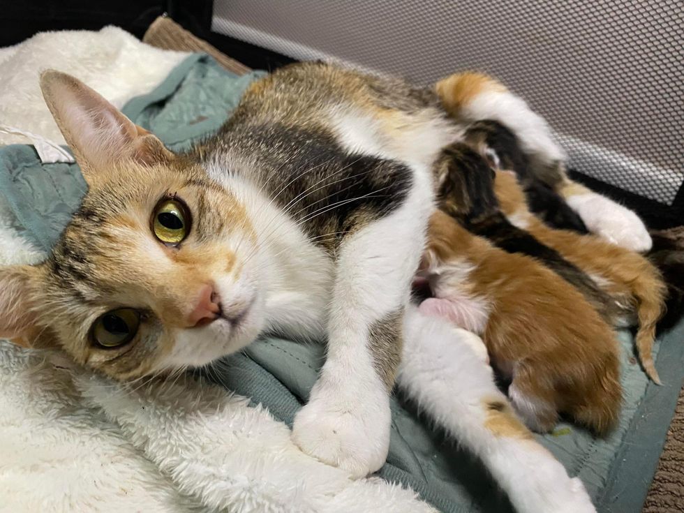 cat mom nursing kittens