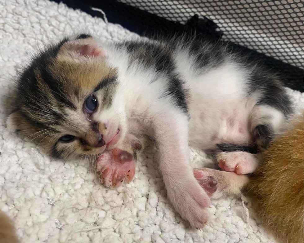 tabby kitten paw