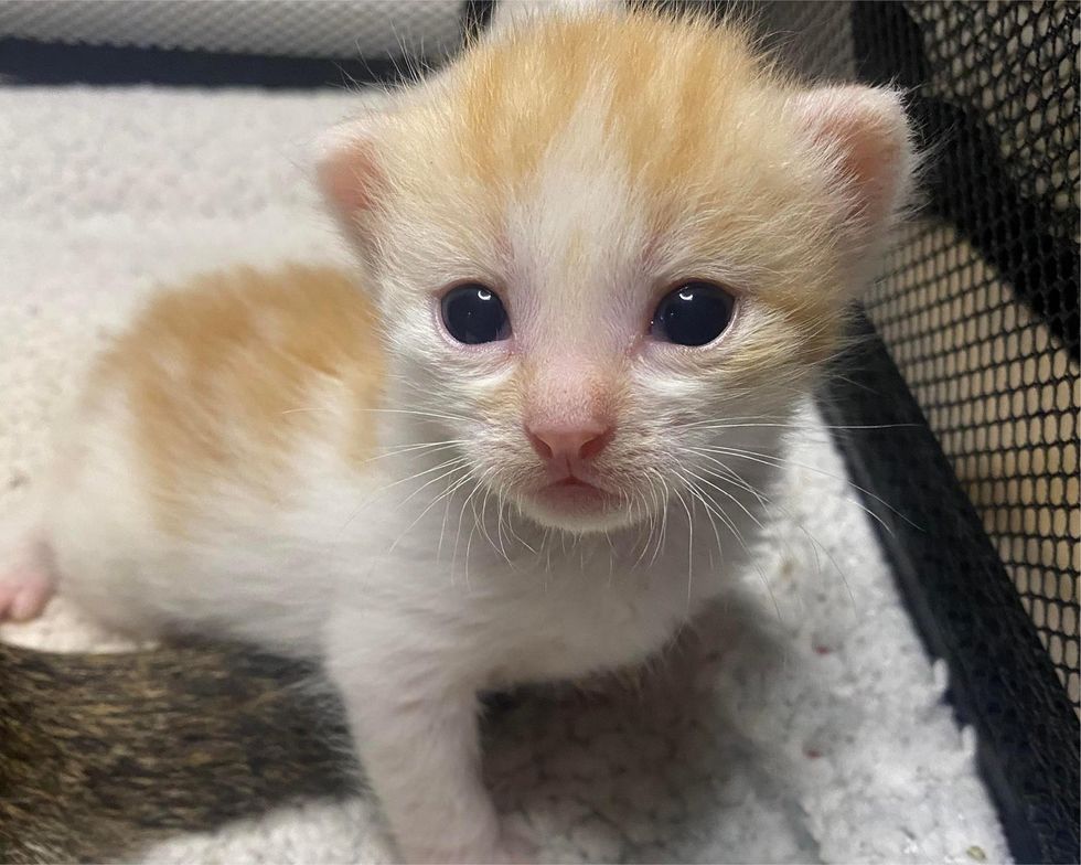 ginger white kitten