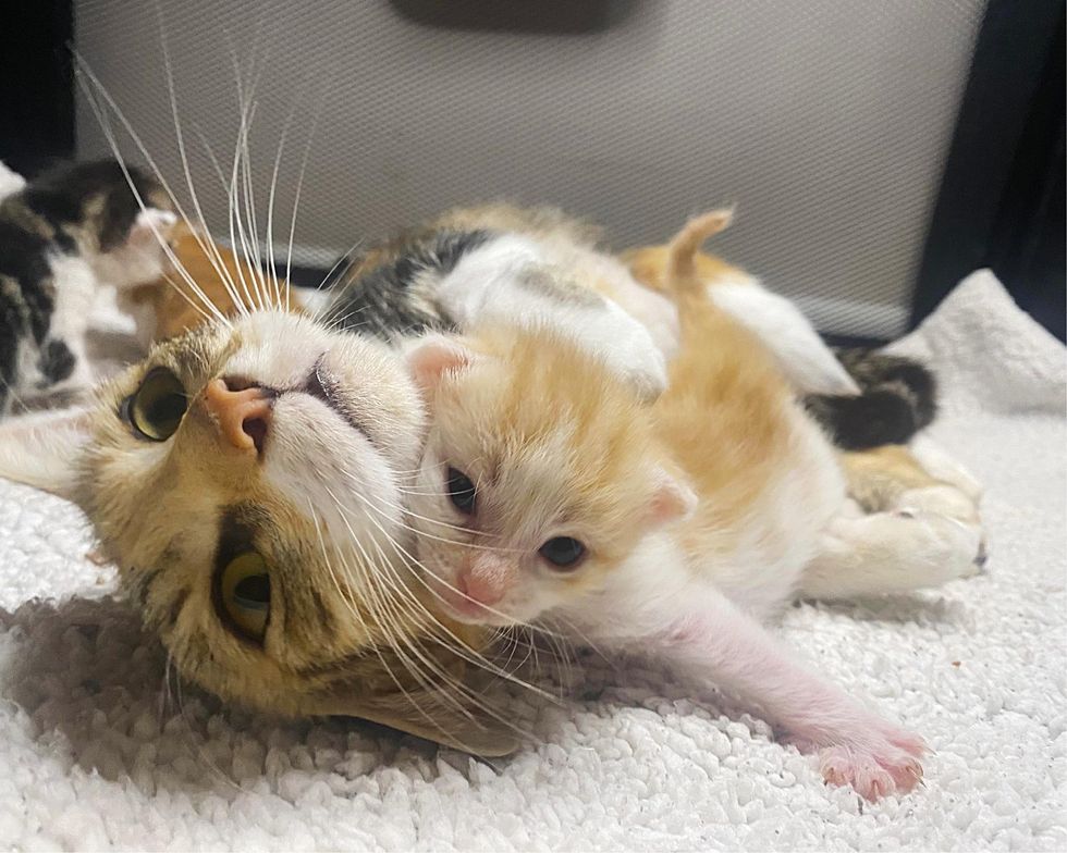 sweet cat kitten hugs