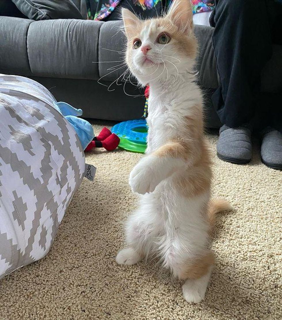 tripod 3 legged kitten standing