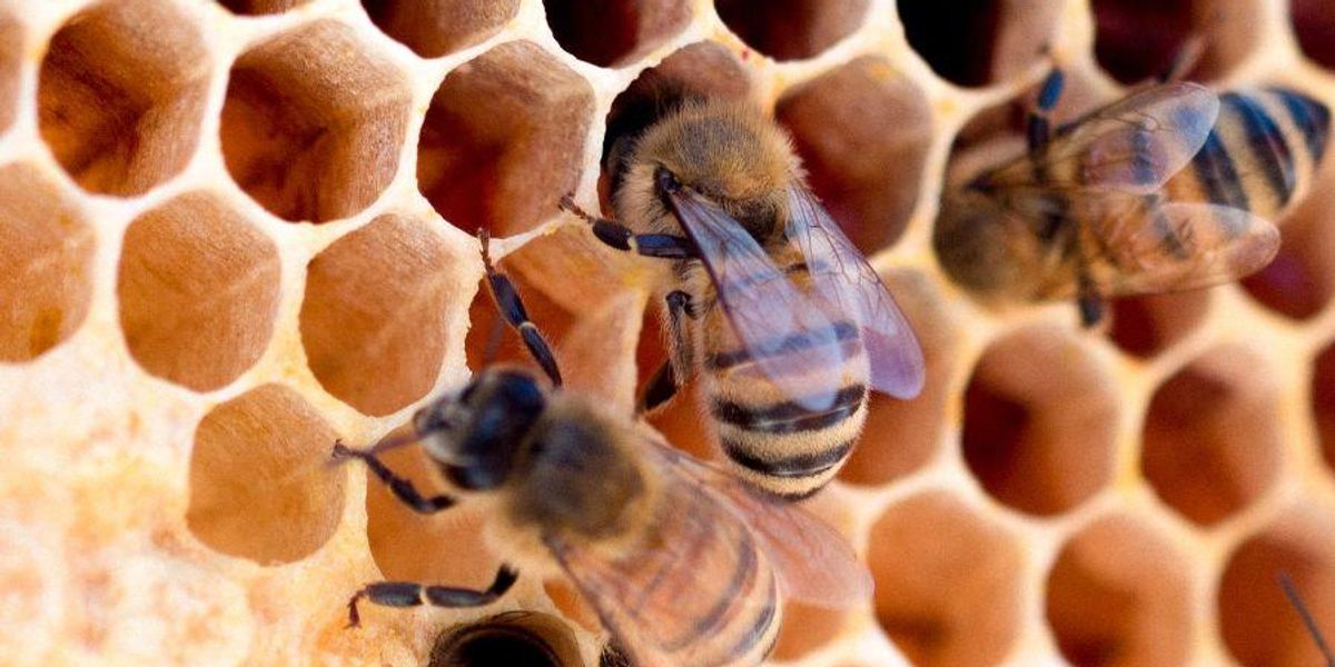 US approves first vaccine for honeybee disease - Vimarsana News
