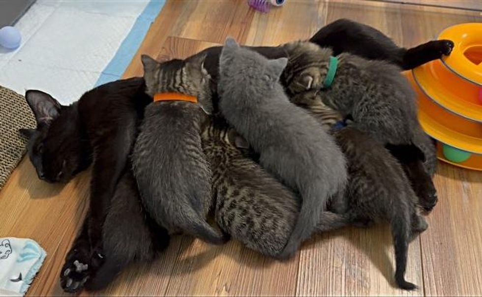 cat nursing kittens